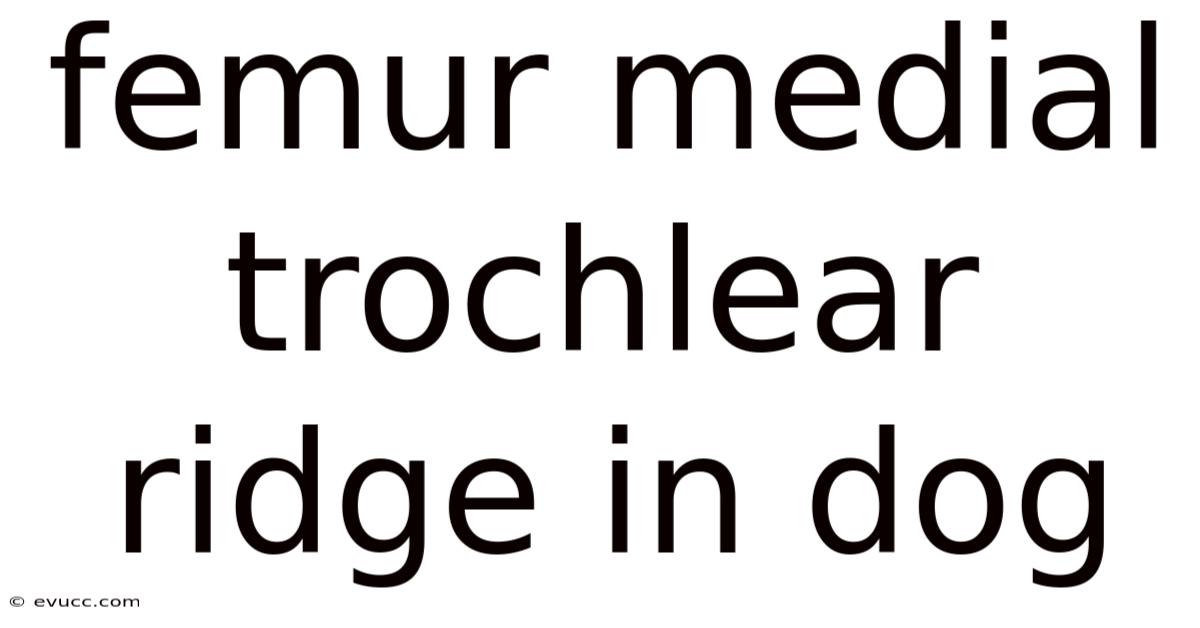 Femur Medial Trochlear Ridge In Dog