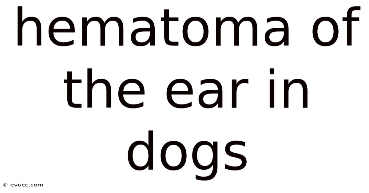 Hematoma Of The Ear In Dogs