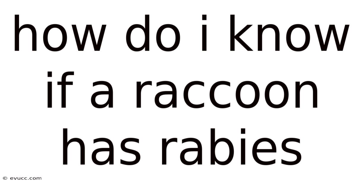 How Do I Know If A Raccoon Has Rabies
