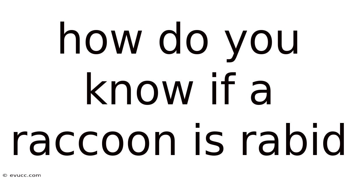 How Do You Know If A Raccoon Is Rabid
