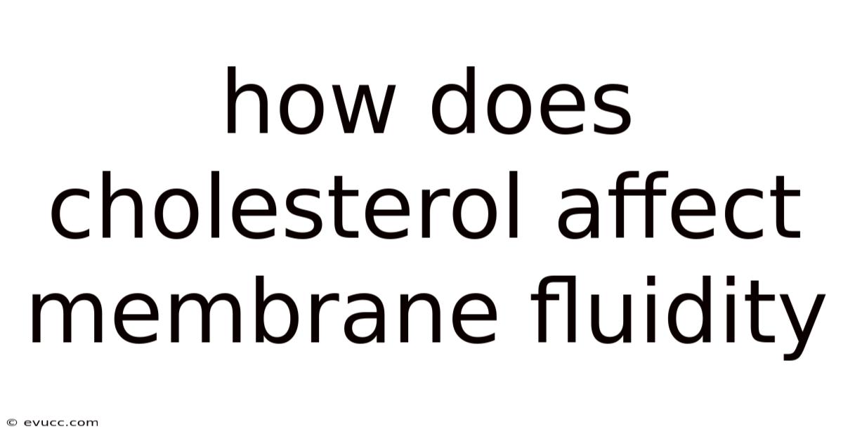 How Does Cholesterol Affect Membrane Fluidity