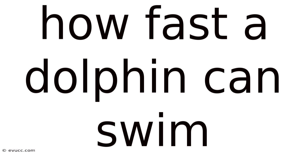 How Fast A Dolphin Can Swim