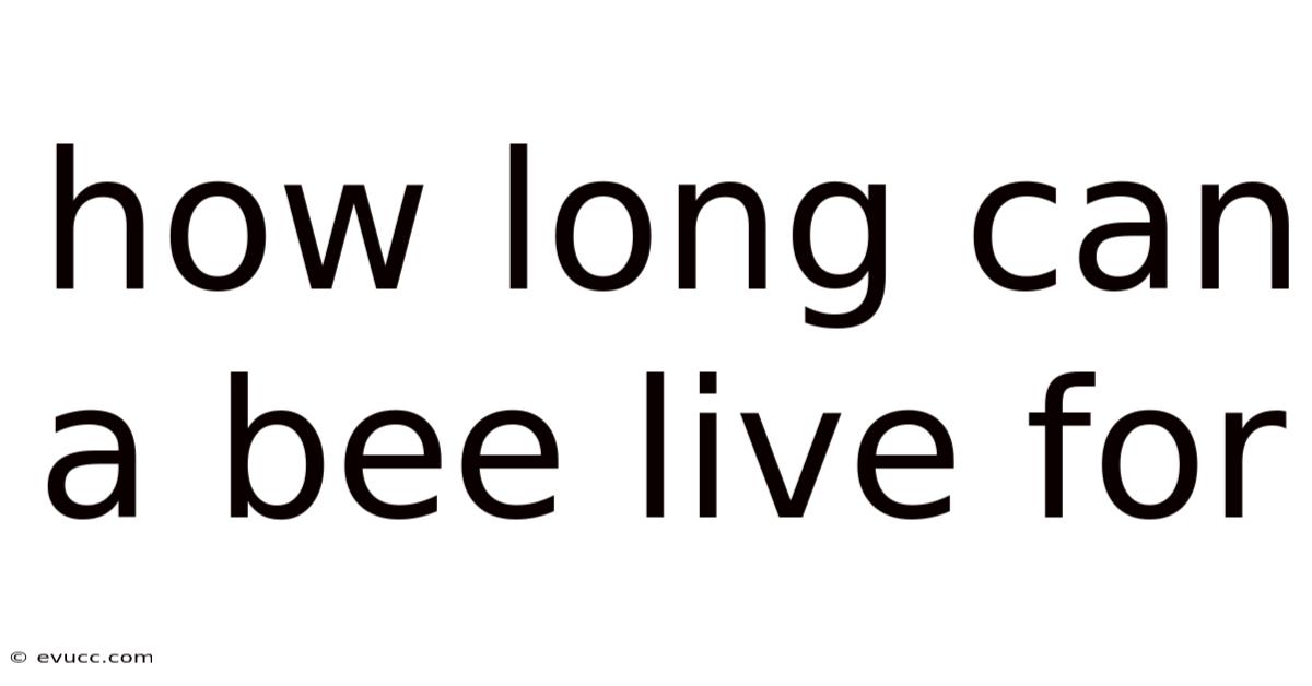 How Long Can A Bee Live For