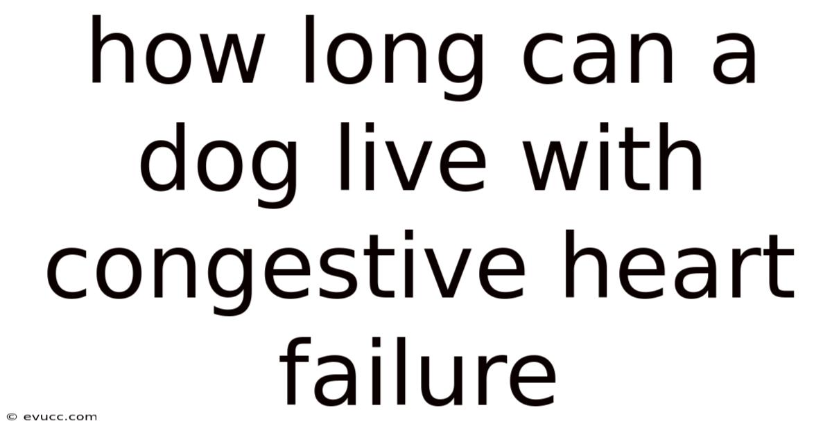 How Long Can A Dog Live With Congestive Heart Failure