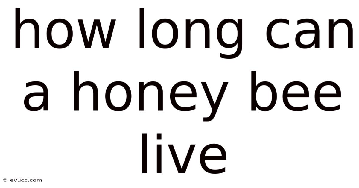 How Long Can A Honey Bee Live