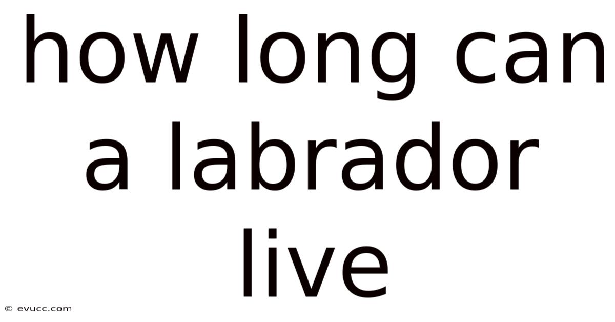 How Long Can A Labrador Live