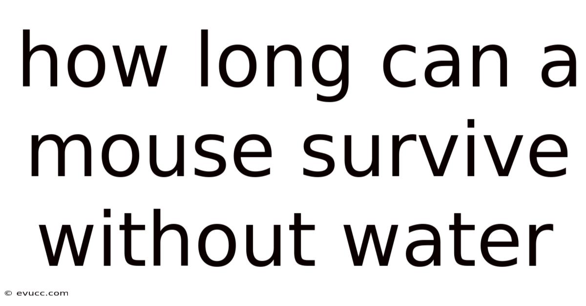 How Long Can A Mouse Survive Without Water