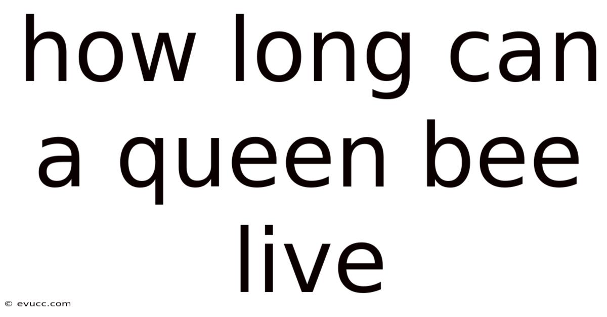 How Long Can A Queen Bee Live