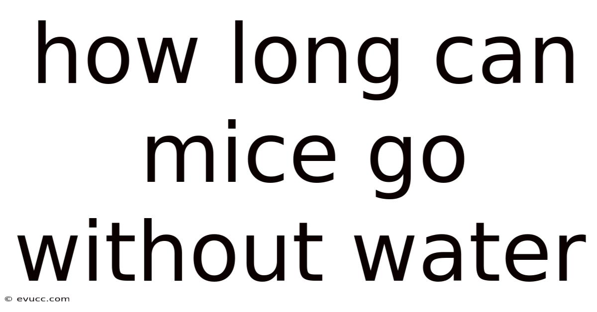 How Long Can Mice Go Without Water