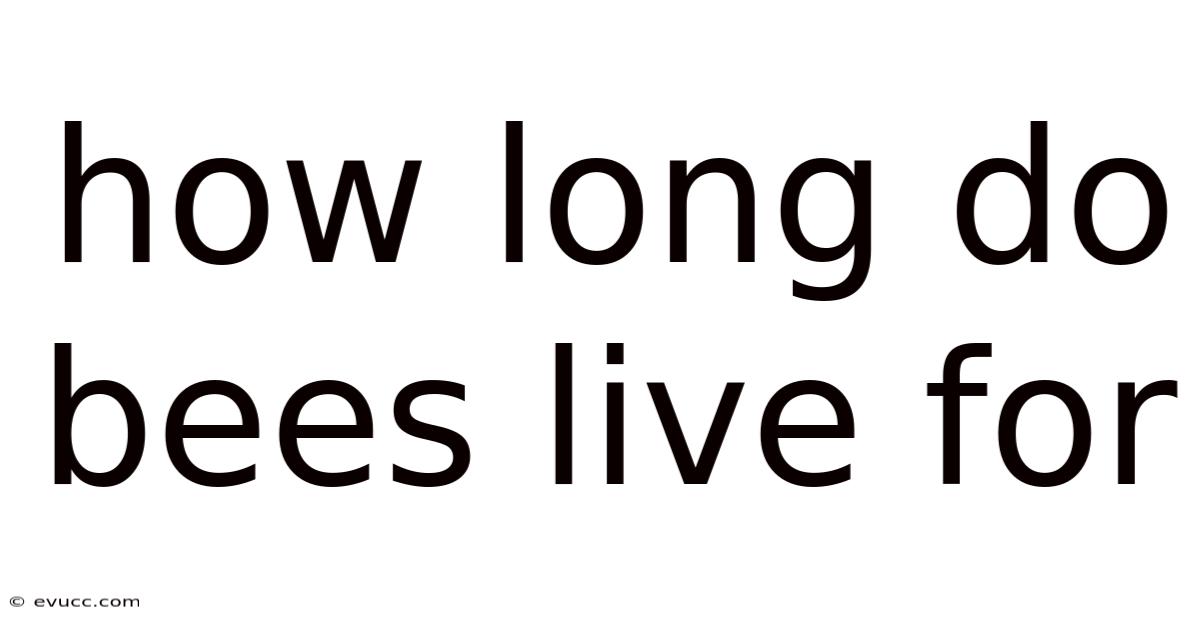 How Long Do Bees Live For
