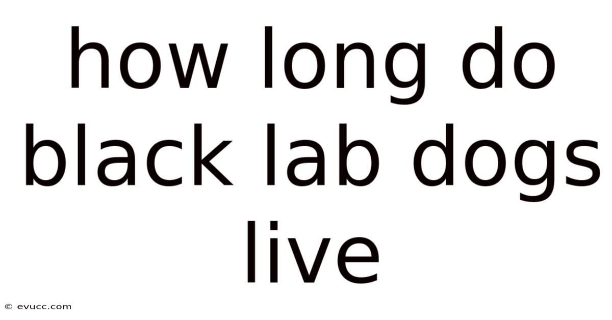 How Long Do Black Lab Dogs Live