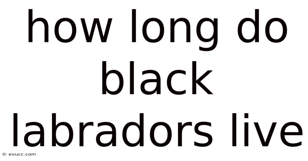 How Long Do Black Labradors Live