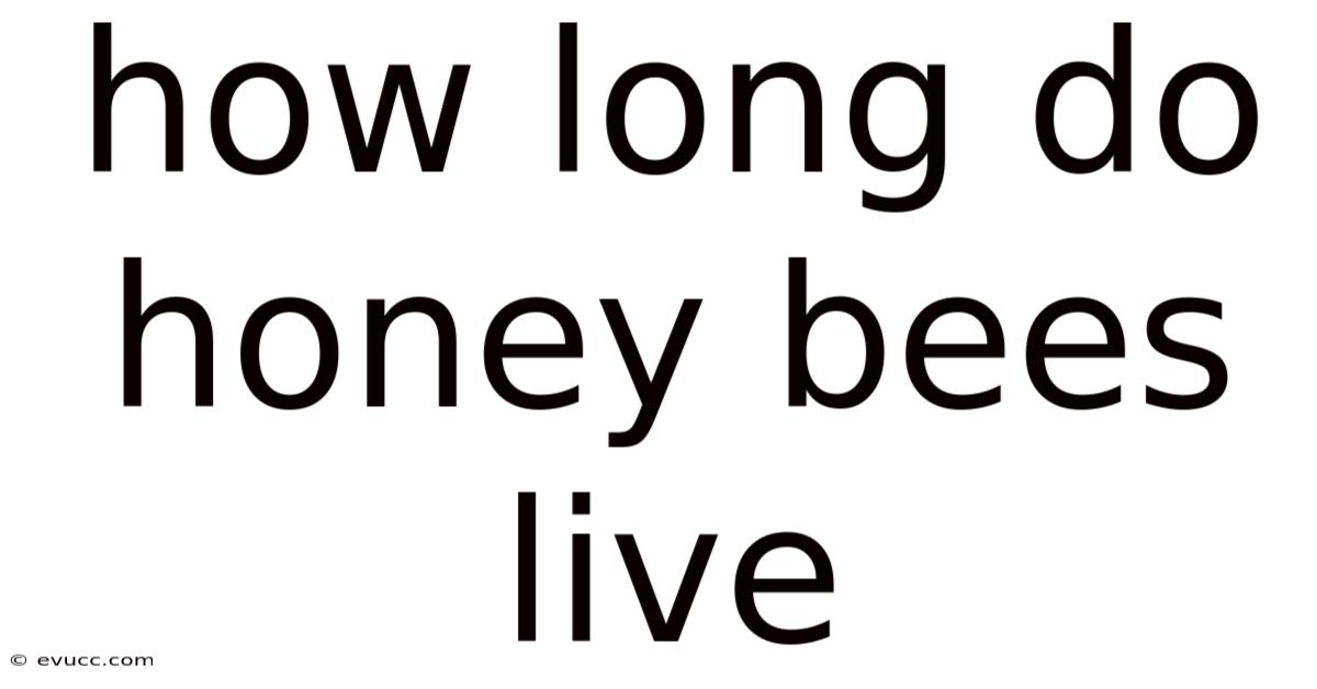 How Long Do Honey Bees Live