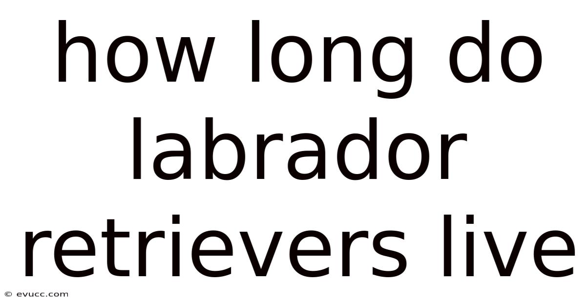 How Long Do Labrador Retrievers Live