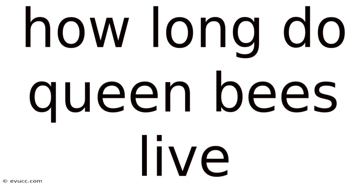 How Long Do Queen Bees Live