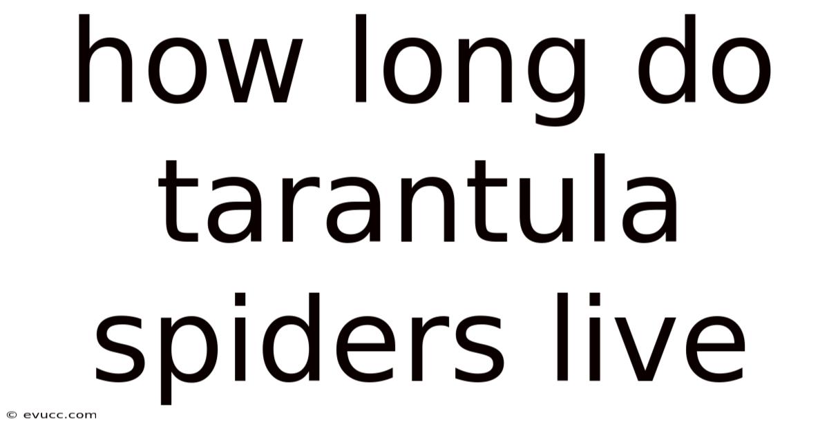 How Long Do Tarantula Spiders Live