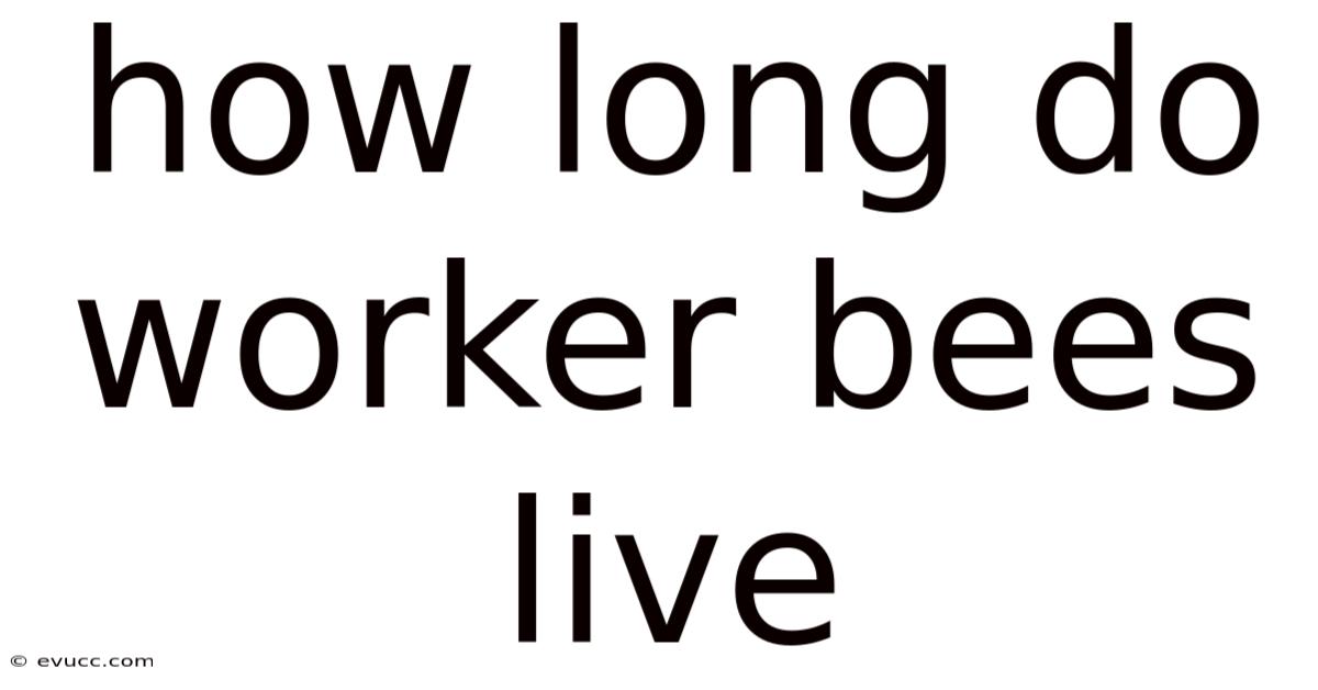 How Long Do Worker Bees Live