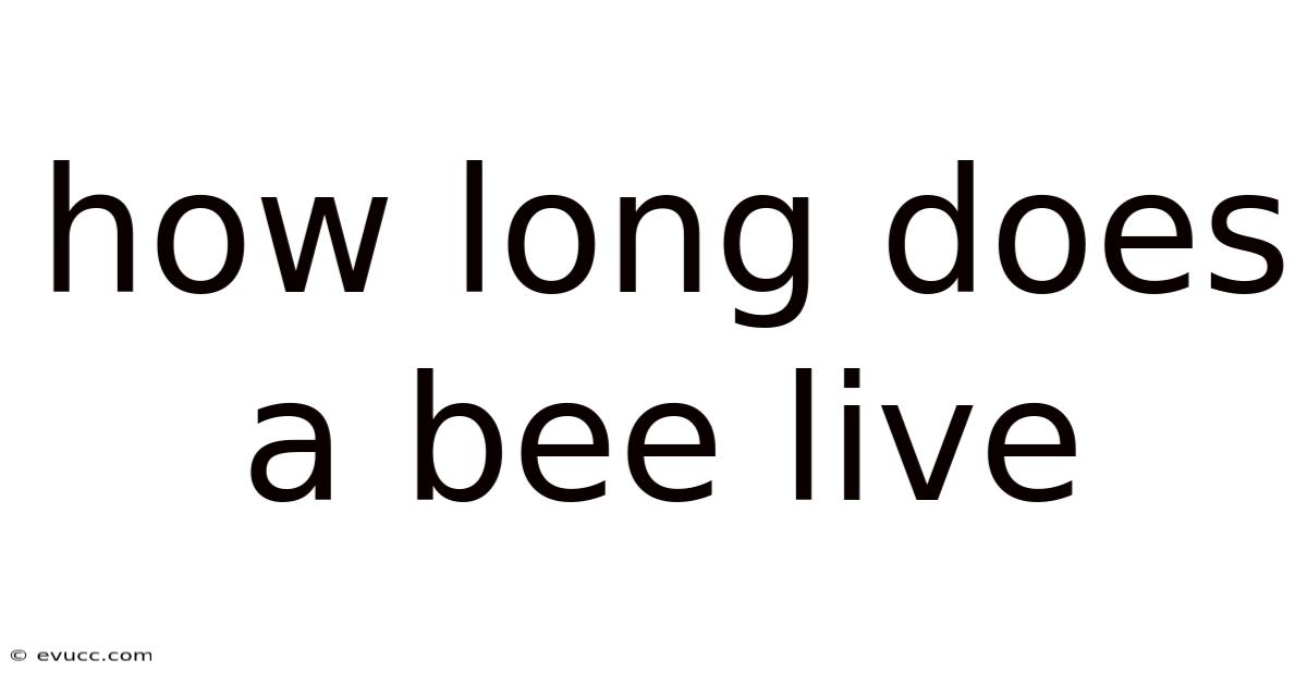 How Long Does A Bee Live