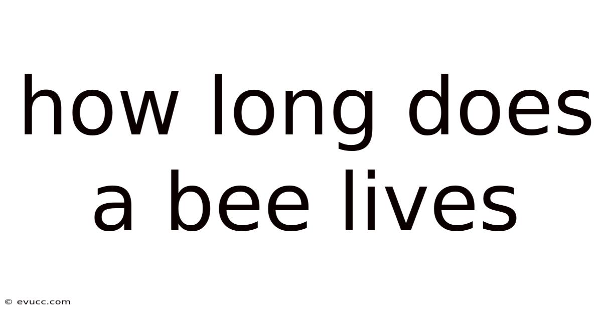How Long Does A Bee Lives