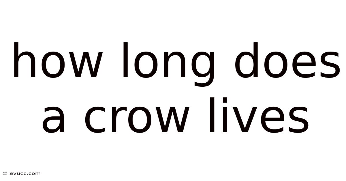 How Long Does A Crow Lives