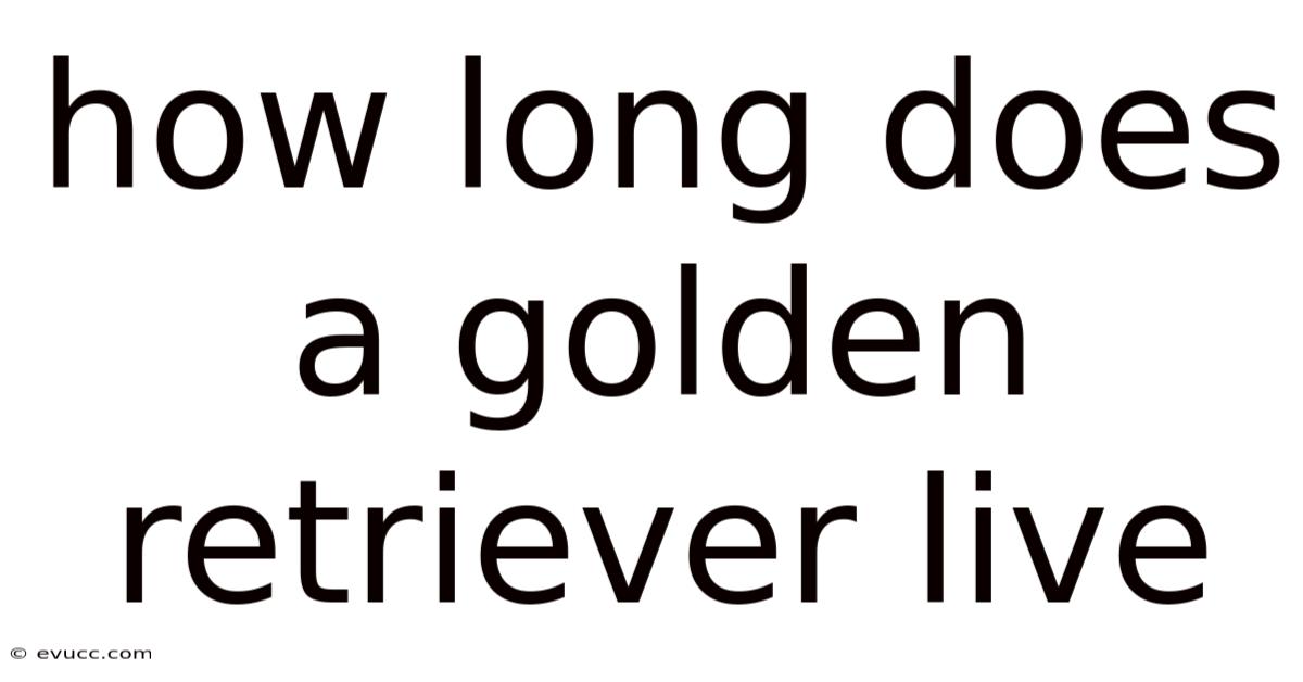 How Long Does A Golden Retriever Live