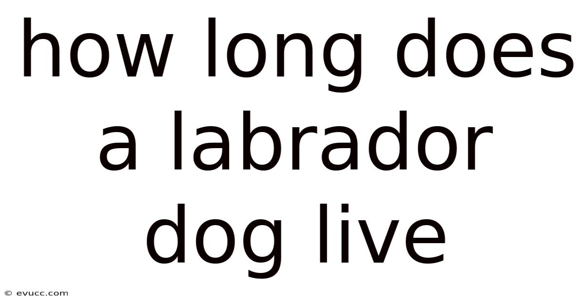 How Long Does A Labrador Dog Live
