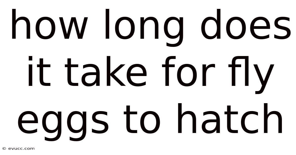 How Long Does It Take For Fly Eggs To Hatch