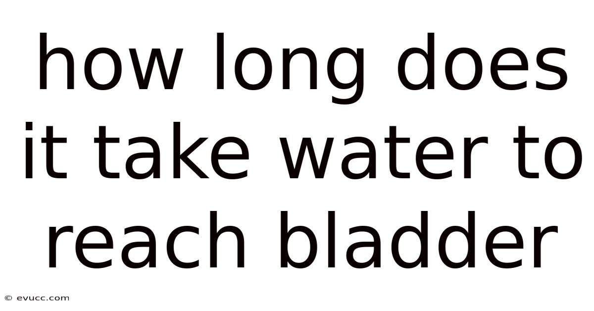 How Long Does It Take Water To Reach Bladder
