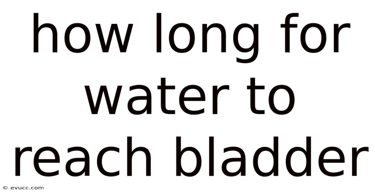 How Long For Water To Reach Bladder