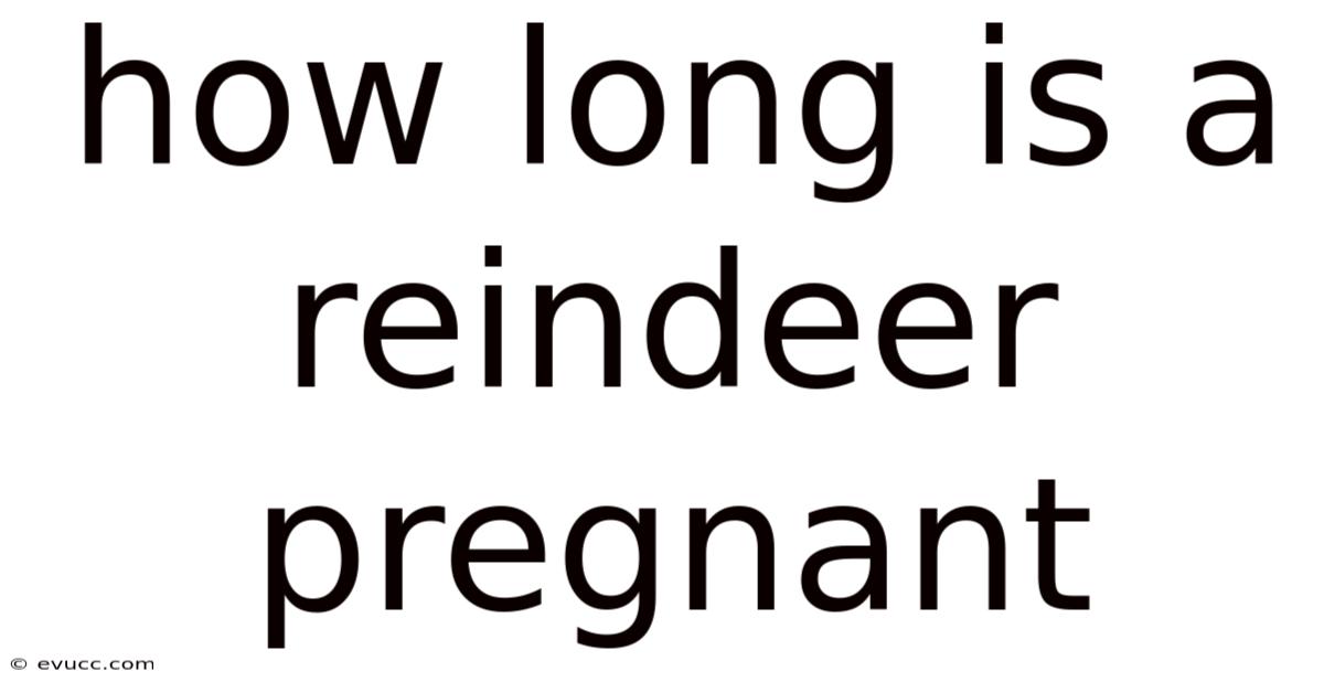 How Long Is A Reindeer Pregnant
