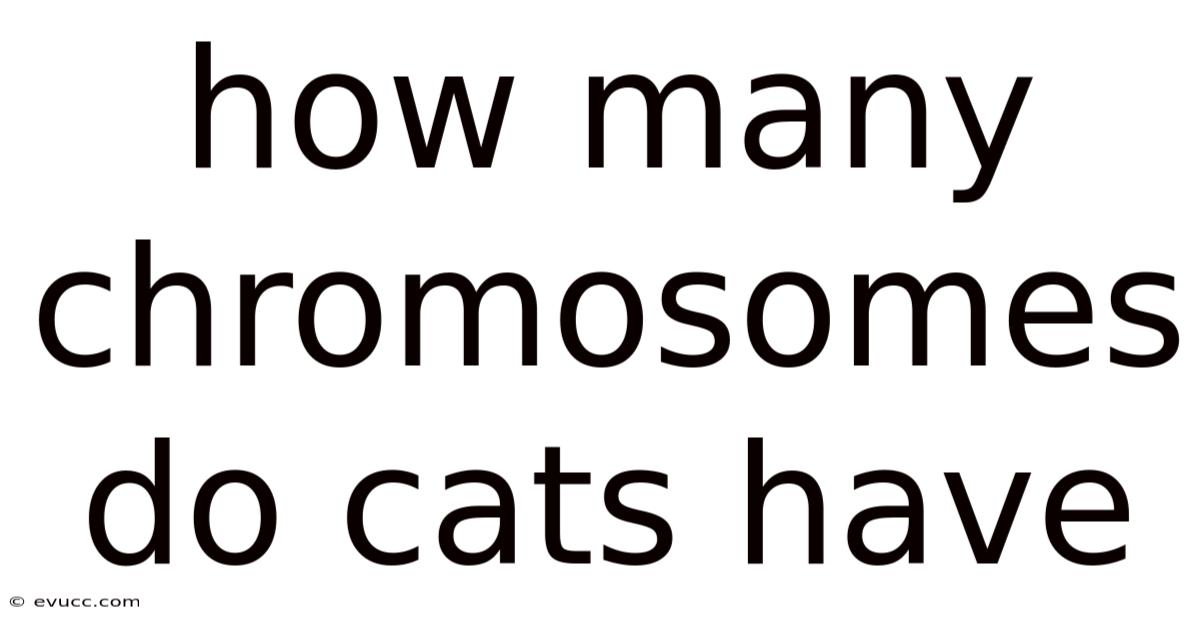 How Many Chromosomes Do Cats Have