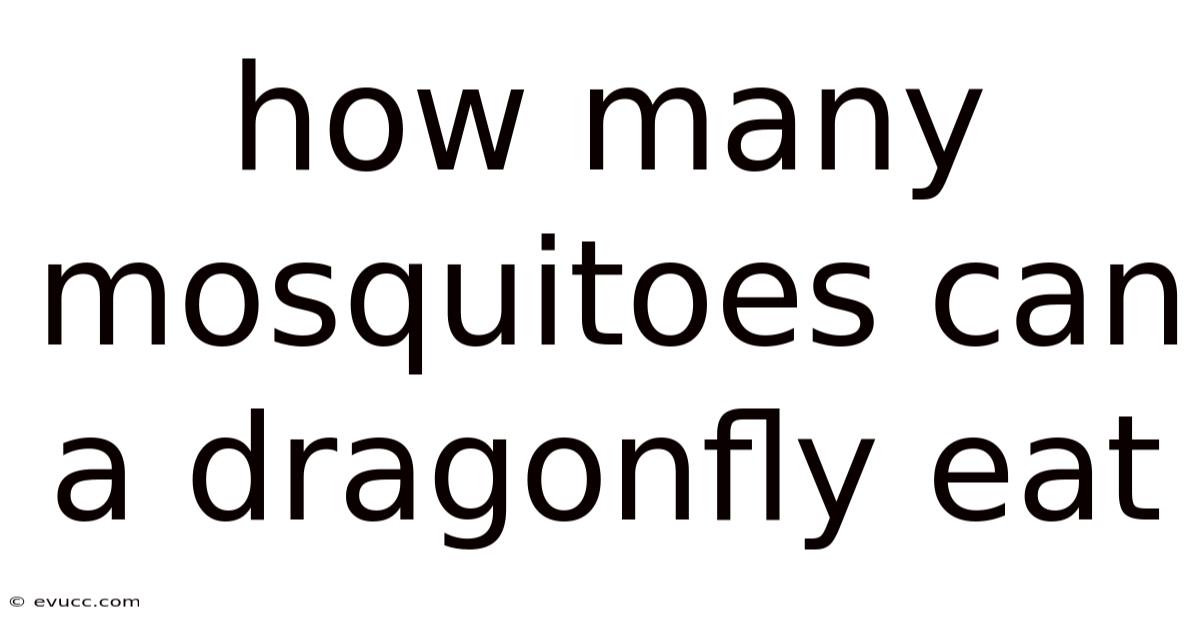 How Many Mosquitoes Can A Dragonfly Eat