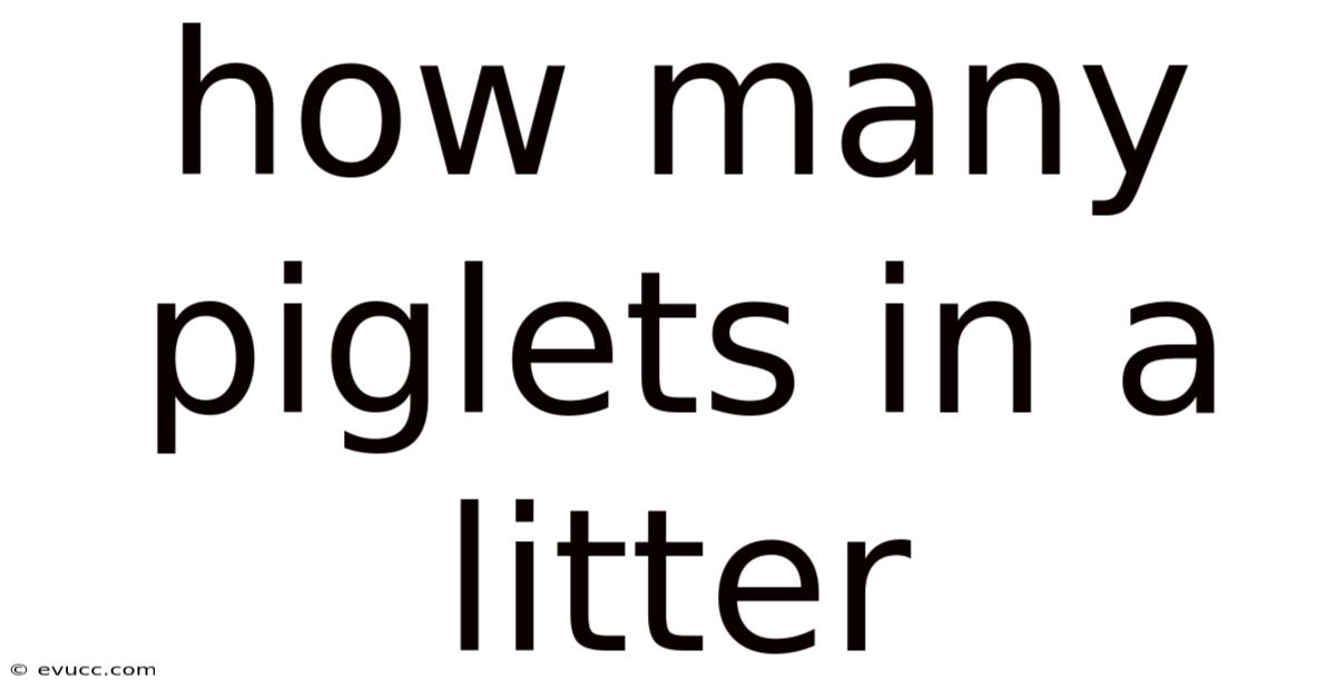 How Many Piglets In A Litter