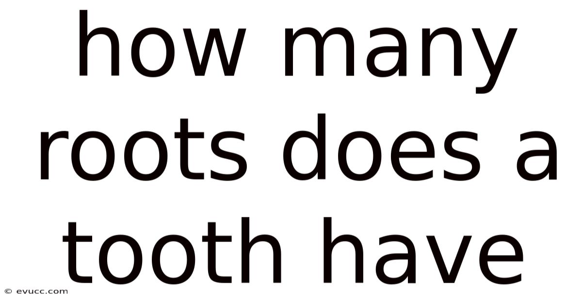 How Many Roots Does A Tooth Have