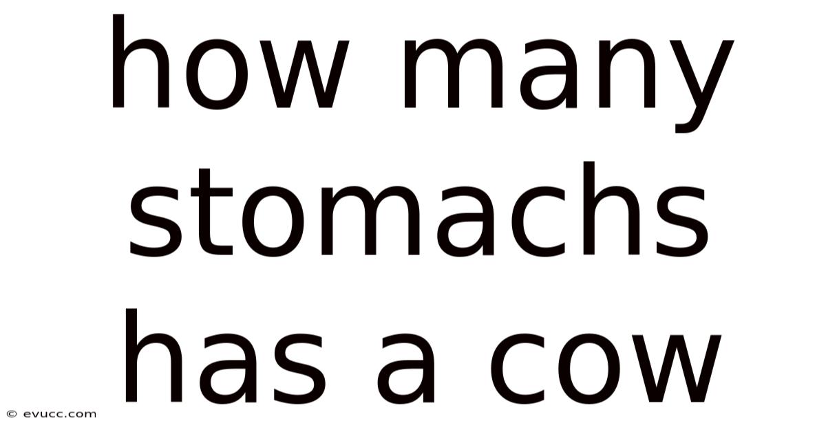 How Many Stomachs Has A Cow