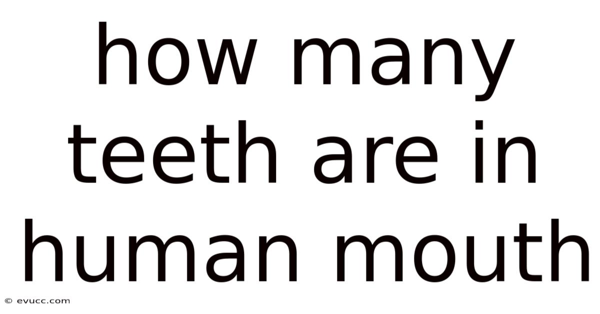 How Many Teeth Are In Human Mouth