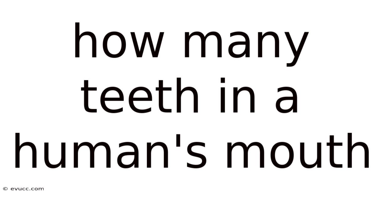 How Many Teeth In A Human's Mouth