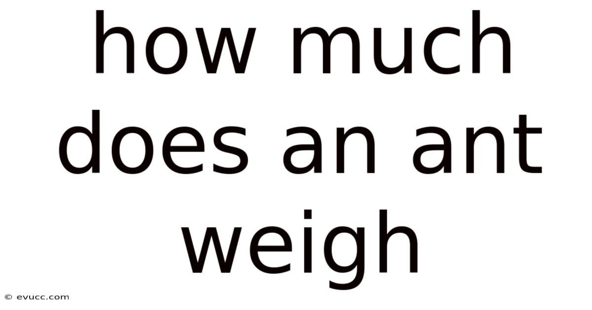 How Much Does An Ant Weigh