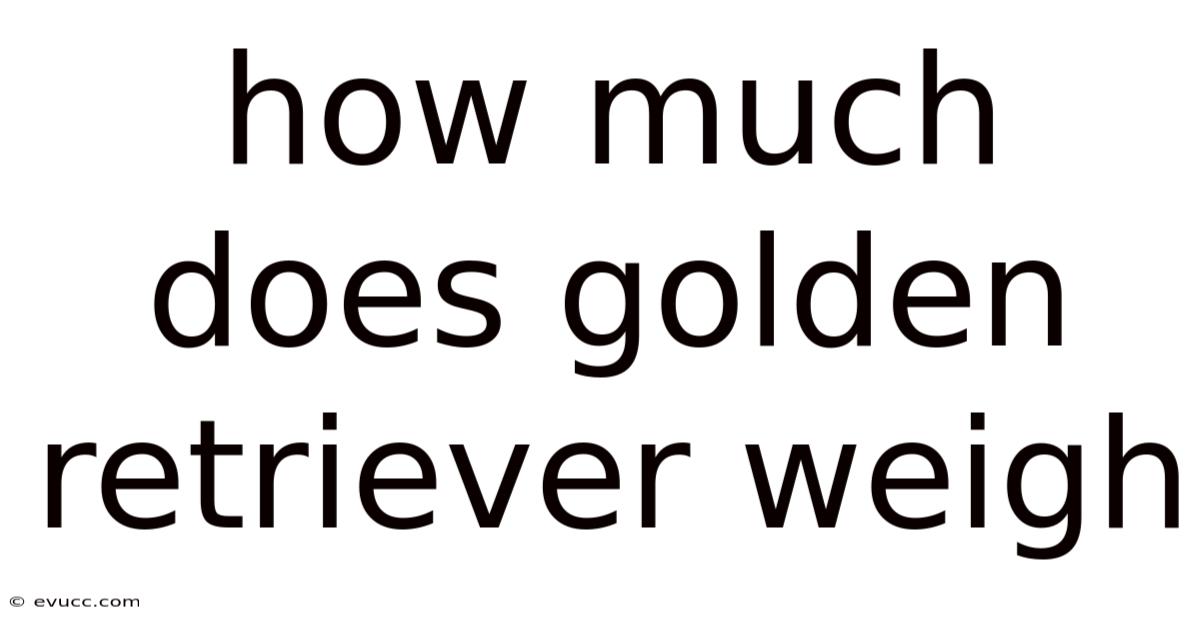 How Much Does Golden Retriever Weigh