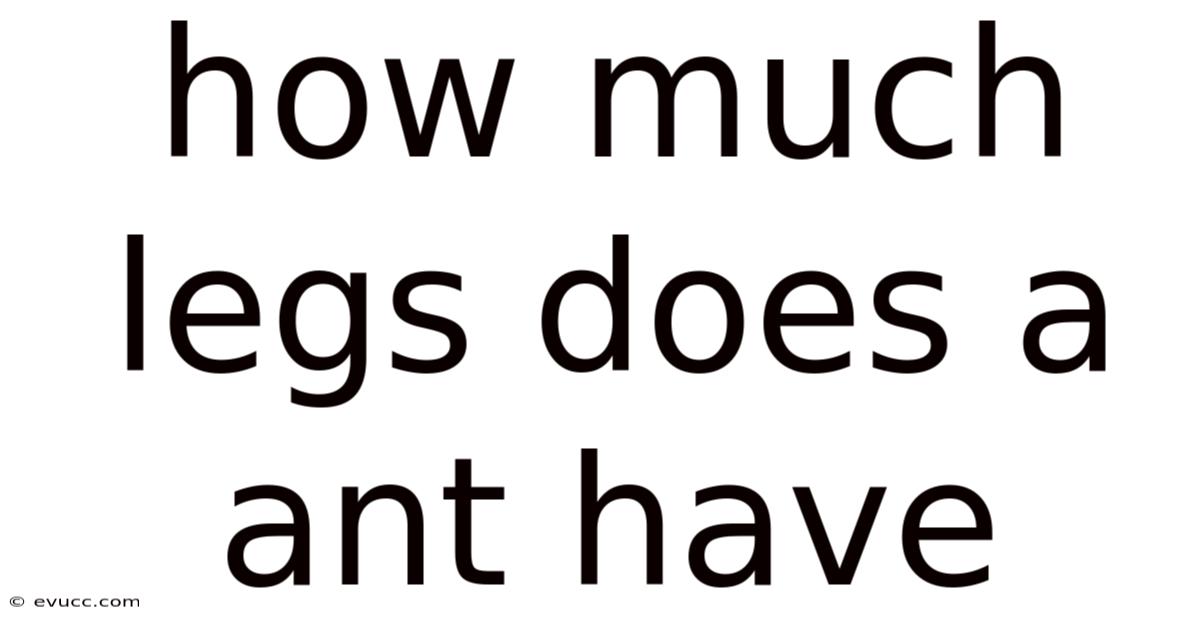 How Much Legs Does A Ant Have