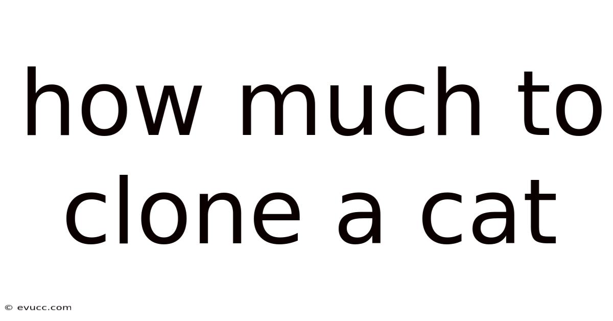 How Much To Clone A Cat