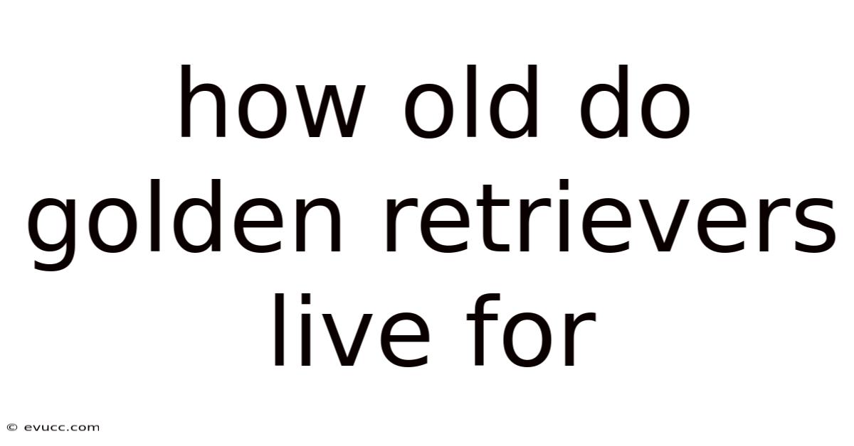 How Old Do Golden Retrievers Live For