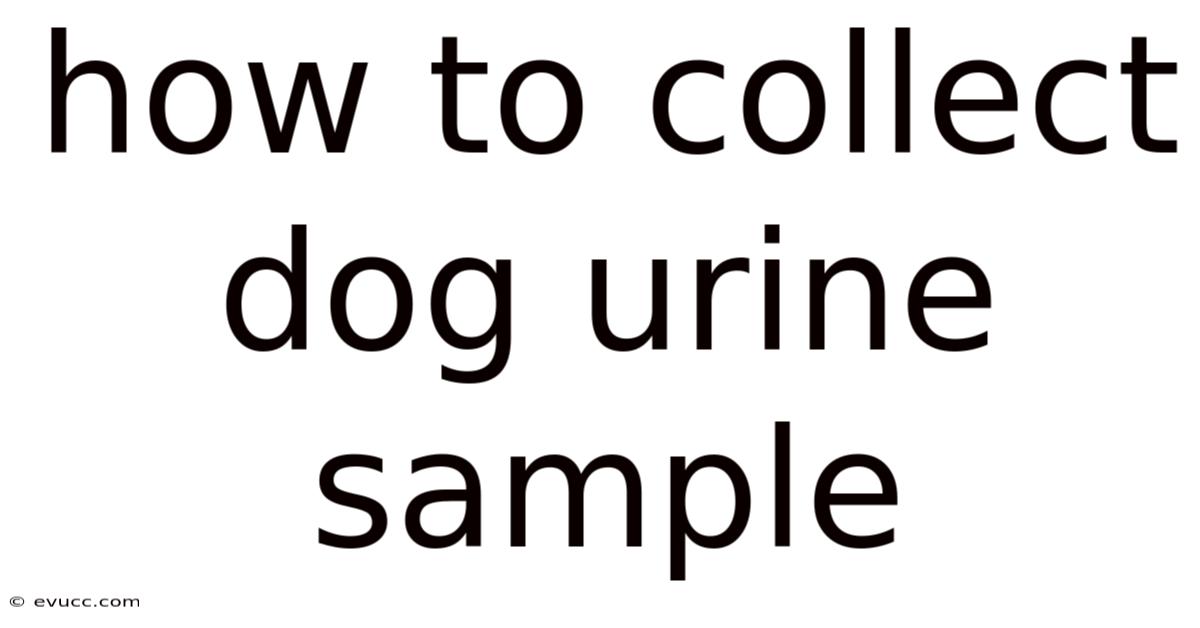 How To Collect Dog Urine Sample