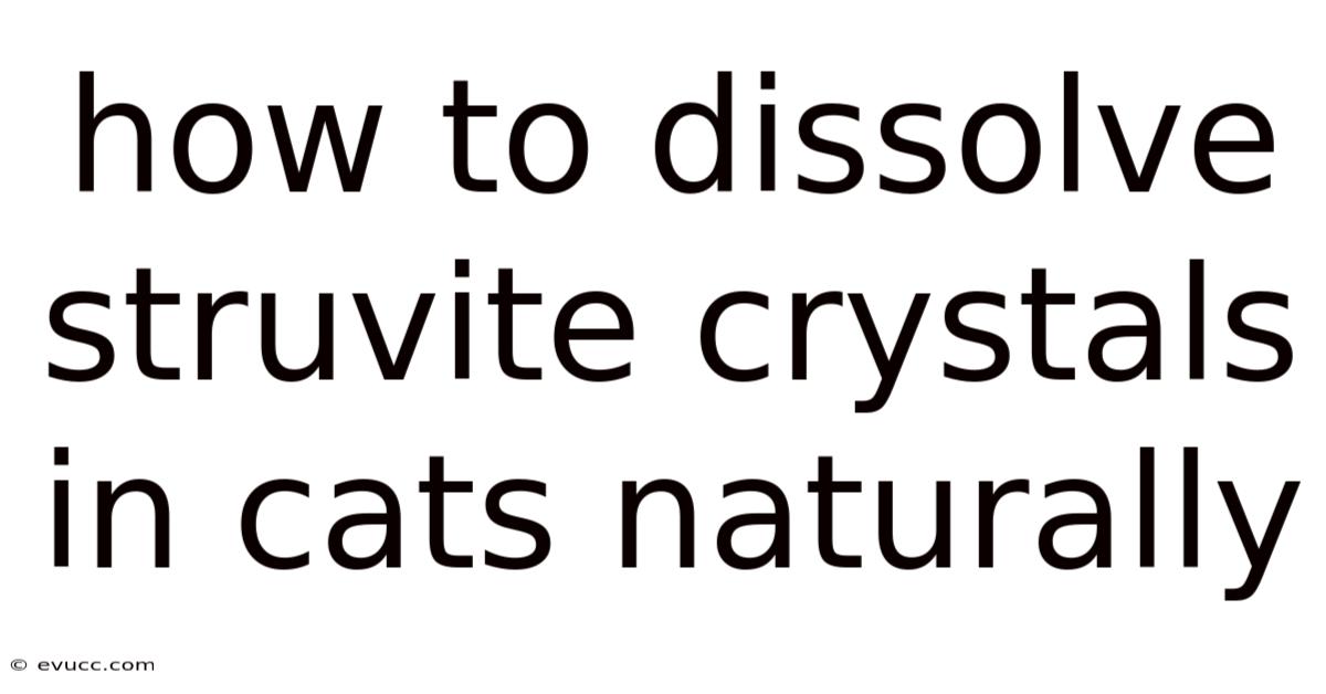How To Dissolve Struvite Crystals In Cats Naturally