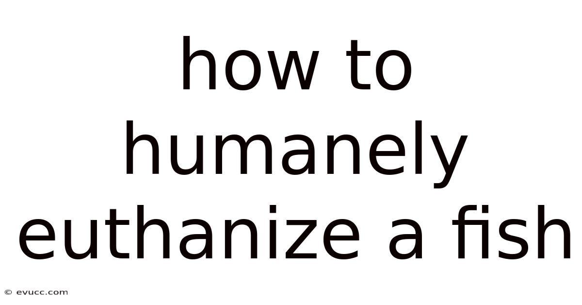 How To Humanely Euthanize A Fish