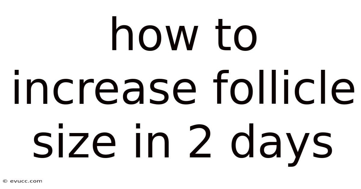 How To Increase Follicle Size In 2 Days