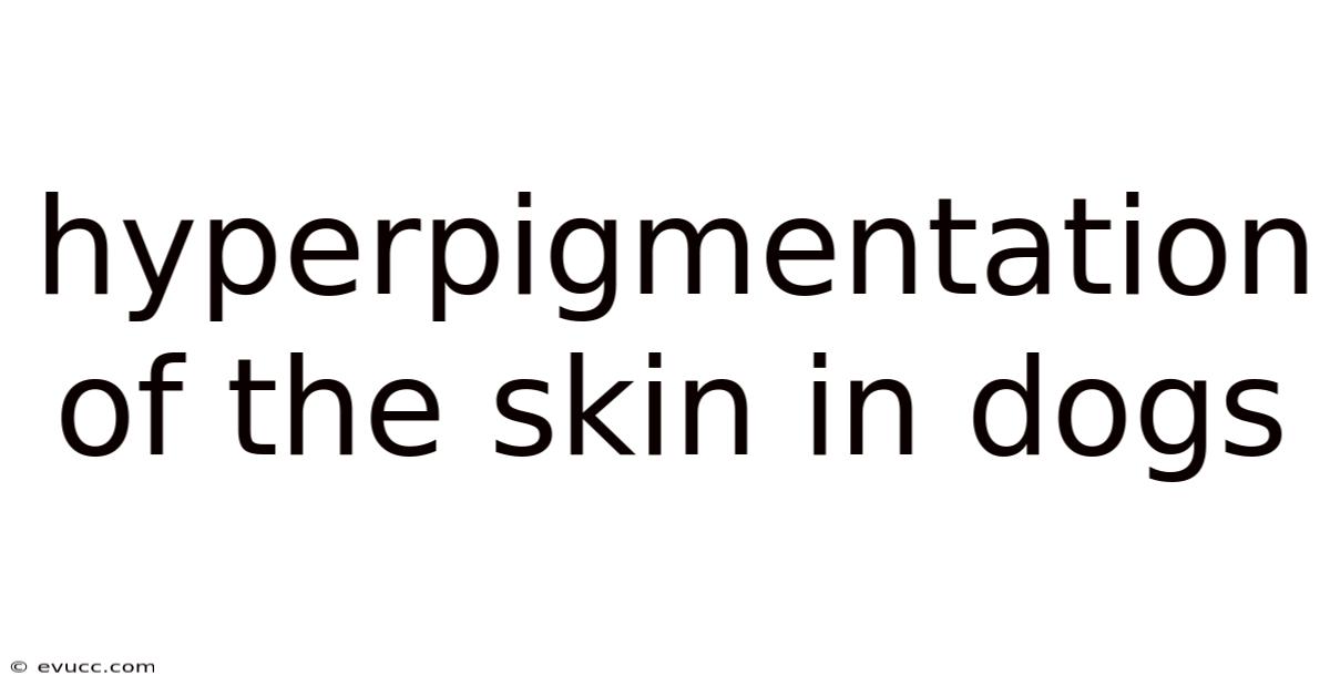 Hyperpigmentation Of The Skin In Dogs