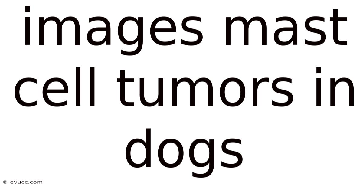 Images Mast Cell Tumors In Dogs