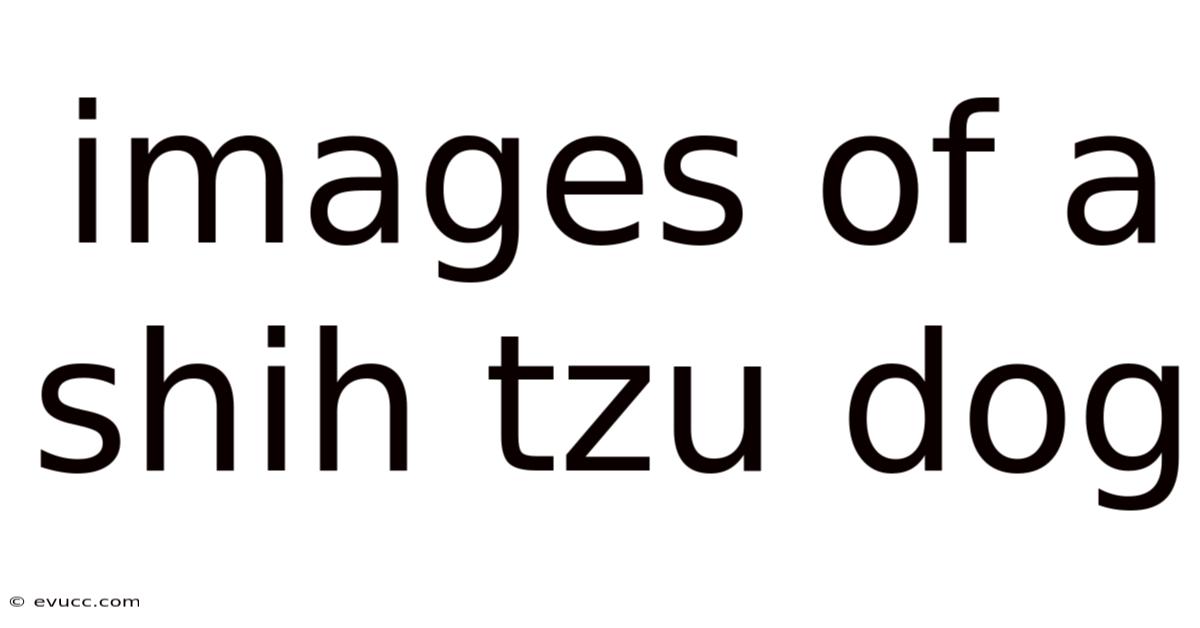 Images Of A Shih Tzu Dog