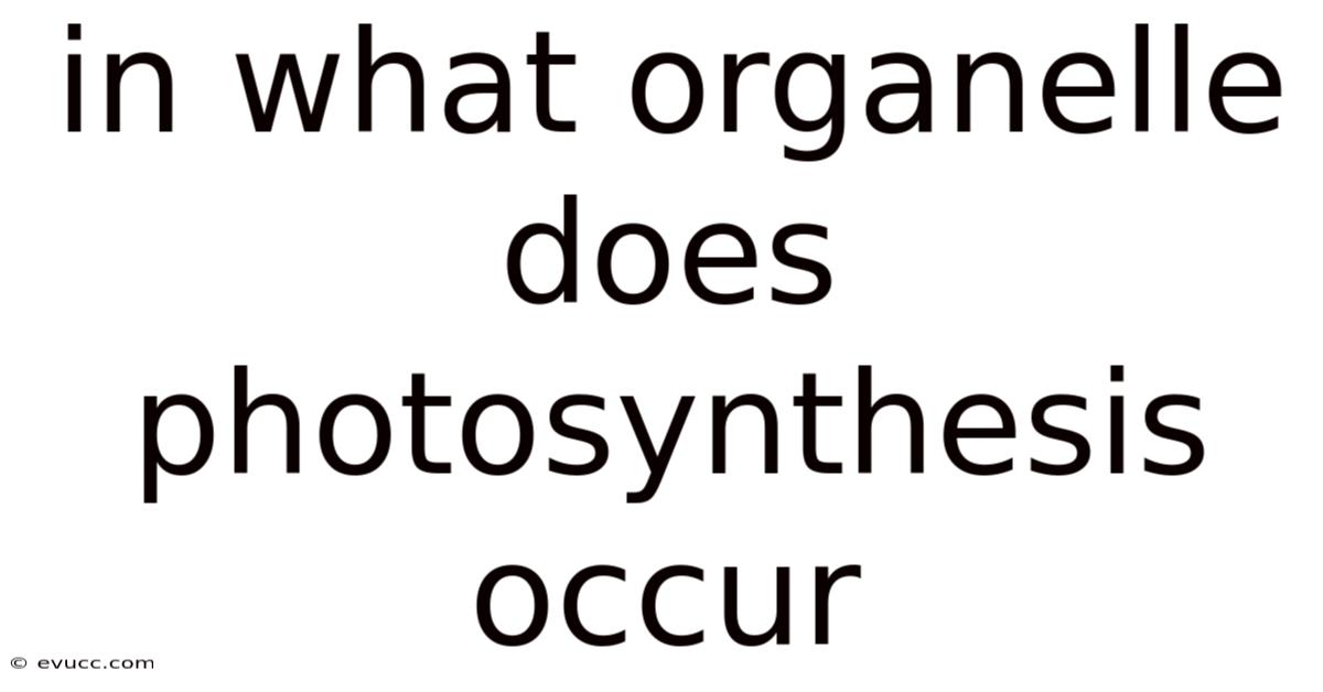 In What Organelle Does Photosynthesis Occur